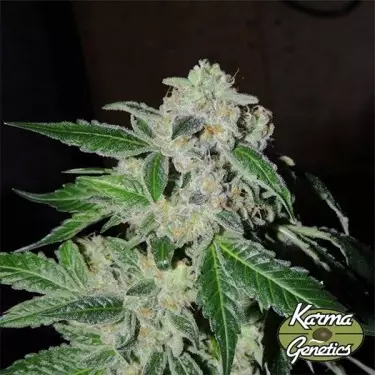 Planta de marihuana Sour Power OG