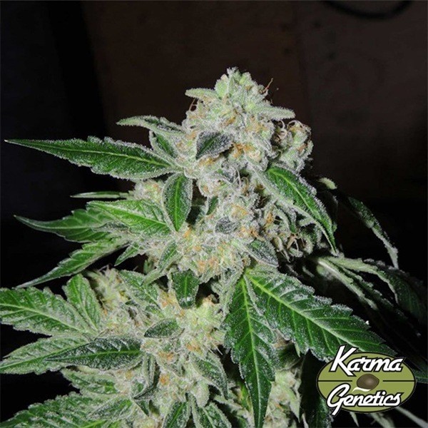 Planta de marihuana Sour Power OG