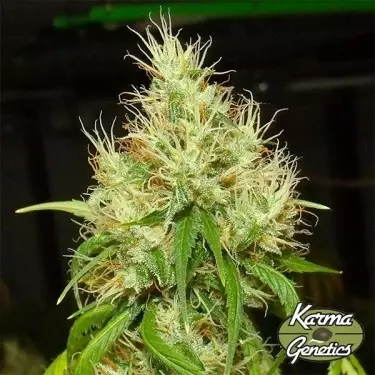 BA75 sementes de Karma Genetics- GB A marca verde