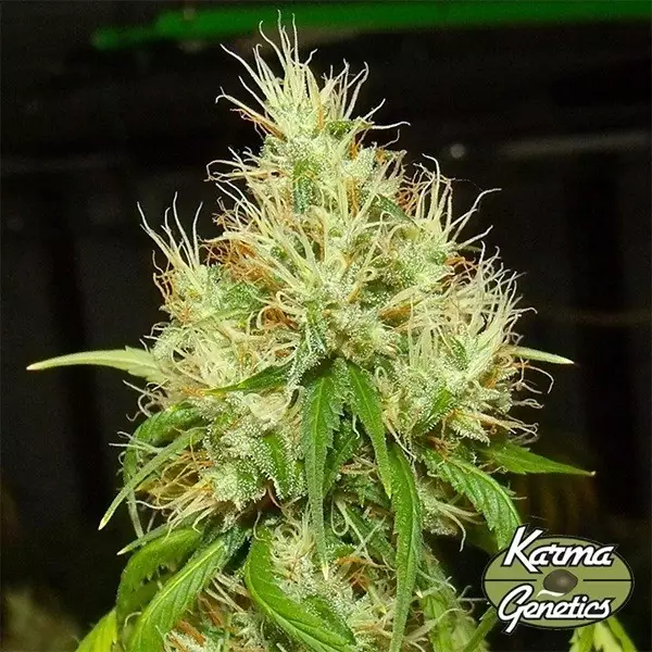View Semillas BA75 de Karma Genetics- GB The Green Brand