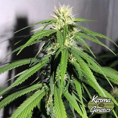 Planta de marihuana OSH A5HZ