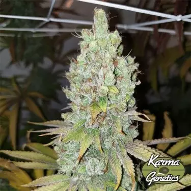 Semillas Di Frutti de Karma Genetics - GB The Green Brand
