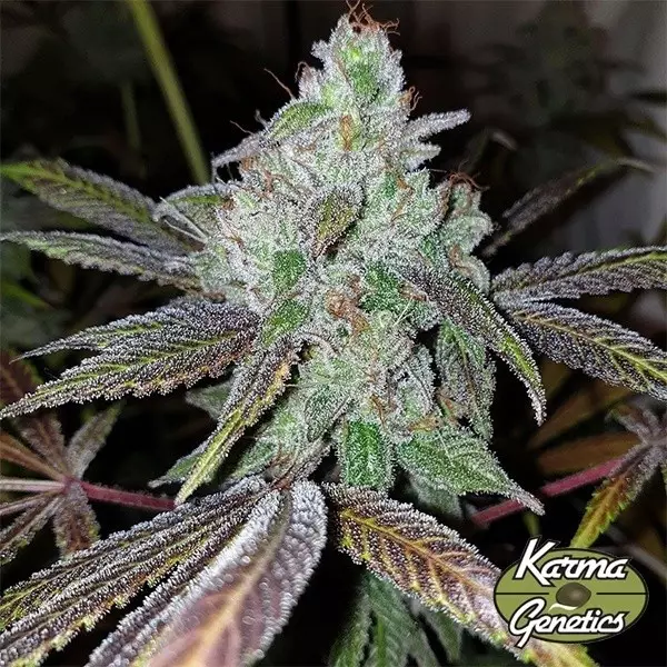 View Karma Genetics Now N Frutti Seeds - GB A marca verde