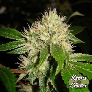 Plante de cannabis White OG S1