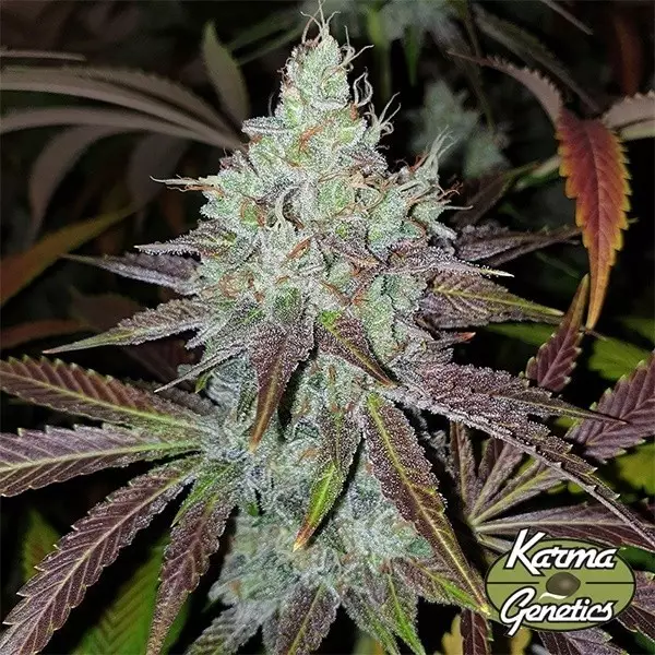 View Semillas Mango Lassi de Karma Genetics - GB The Green Brand