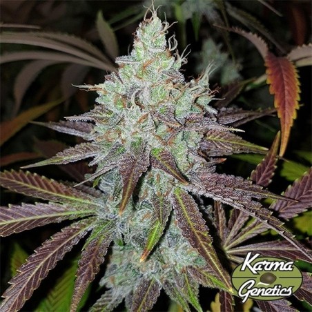 Semillas Mango Lassi de Karma Genetics - GB The Green Brand