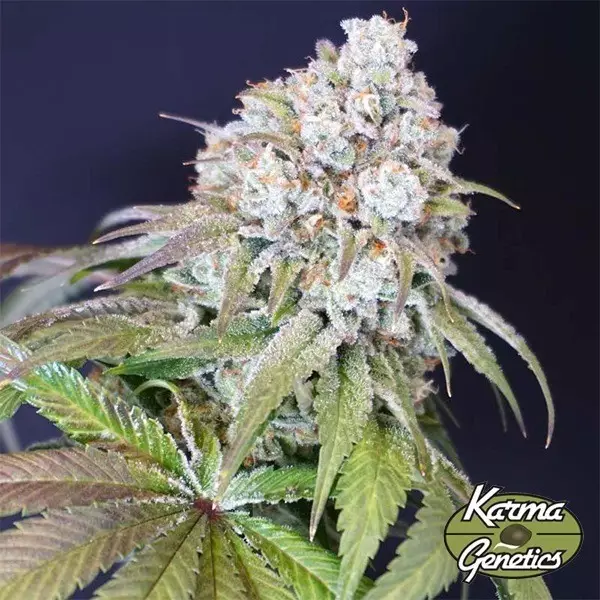 View Semillas Dog Fruit de Karma Genetics - GB The Green Brand