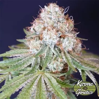 Rocky Melon de Karma Genetics - GB The Green Brand