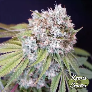 Semillas Melo Rado de Karma Genetics - GB The Green Brand