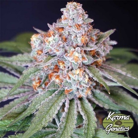 Semilla Feminizada MS 29 de Karma Genetics - GB