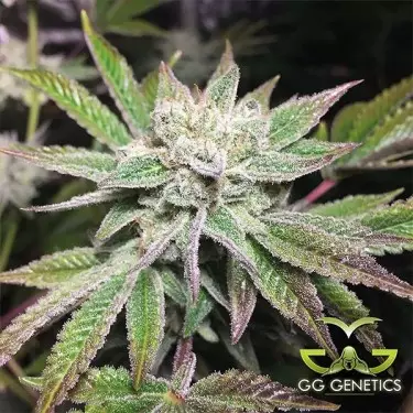 Original Glue (GG4 S1)