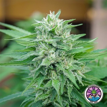 Plante de cannabis Moby Delicious