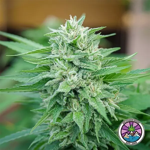View Moby Delicious de Delicious Seeds - GB A marca verde