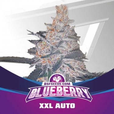 Planta de marihuana Blueberry XXL Auto