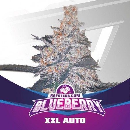 Planta de marihuana Blueberry XXL Auto
