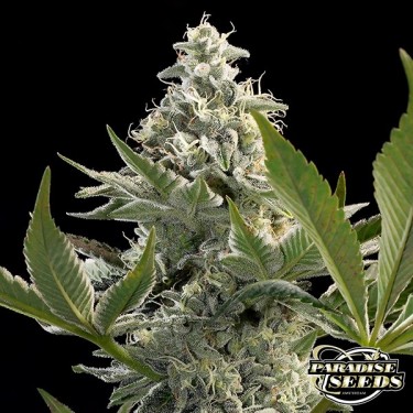 Planta de marihuana Glowstarz