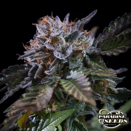Planta de marihuana White Noise