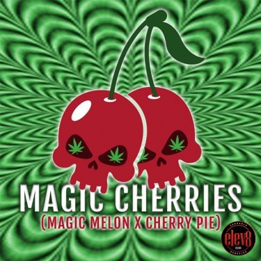 Magic Cherries d'Elev8 Seeds