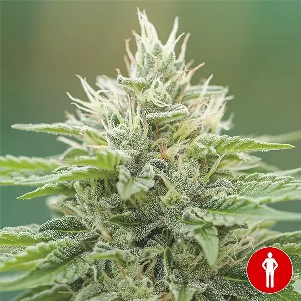 View Eboshi CBG Medical Seeds