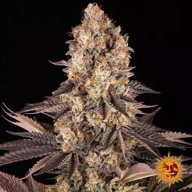 Gelato 45 Barney's Farm