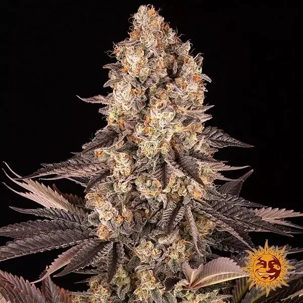 View Gelato 45 Barney's Farm