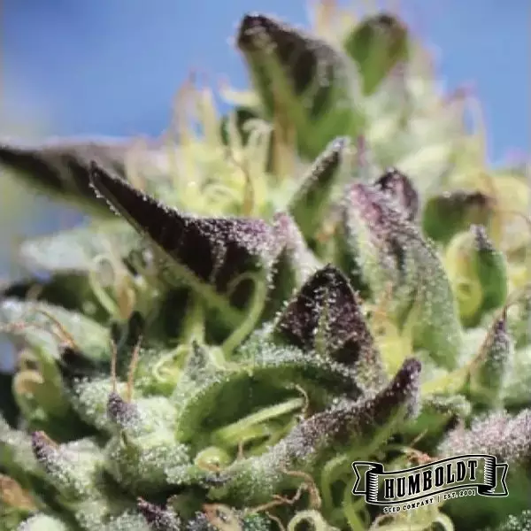 View Vanilla Frosting Humboldt Seeds Company