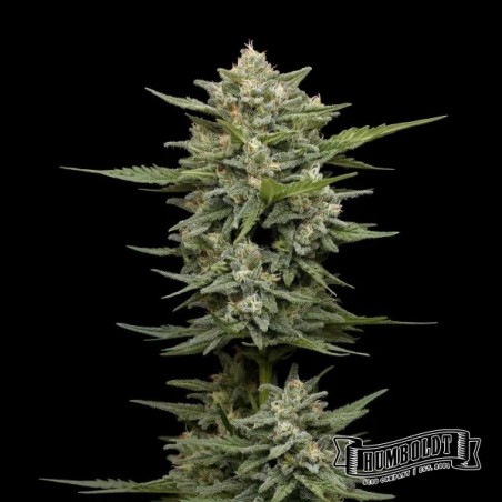 Vanilla Latte Auto de Humboldt Seed - GB The Green Brand