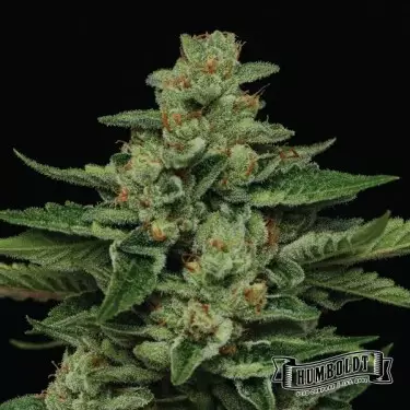 Empresa Fortune Cookie Humboldt Seeds