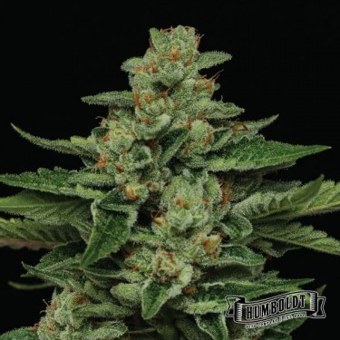 Fortune Cookie Humboldt Seeds Company