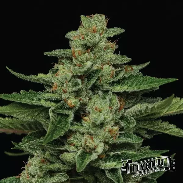 View Empresa Fortune Cookie Humboldt Seeds