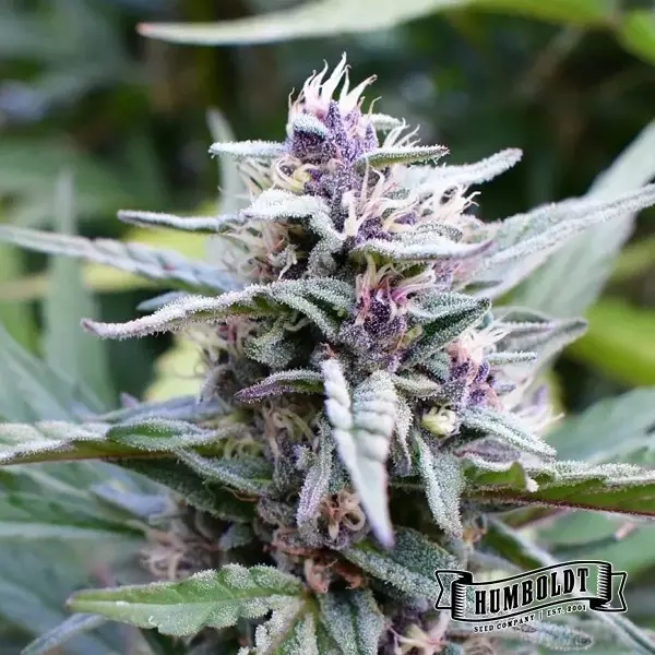 View Hi-Biscus Humboldt Seeds Company