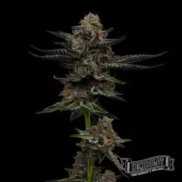 Vanilla Créme Pie Humboldt Sementes Empresa