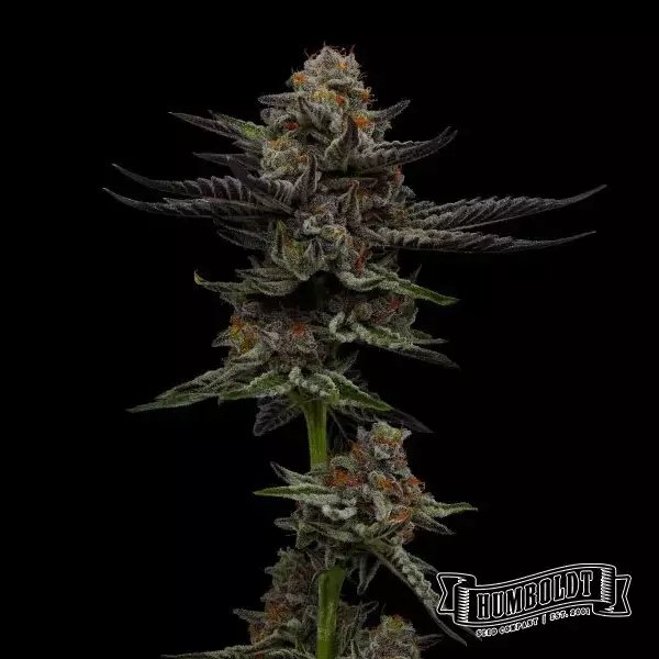 View Vanilla Créme Pie Humboldt Sementes Empresa