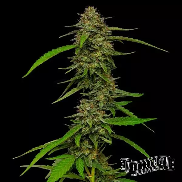 View Strawberry Cheesecake Humboldt Seeds Company