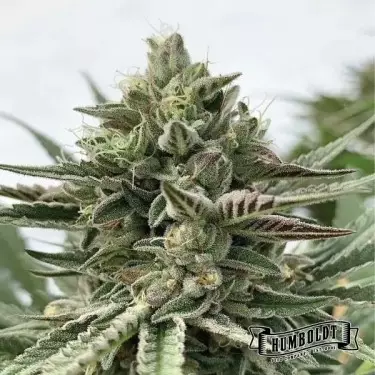 Humboldt Pound Cake Humboldt Seeds Company