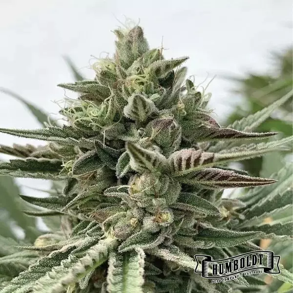 View Humboldt Pound Cake Humboldt Seeds Company