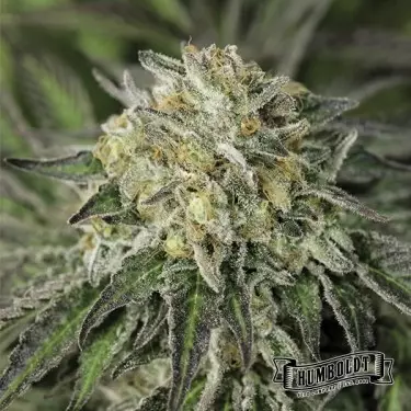 Humboldt Sour Diesel Humboldt Seeds Company