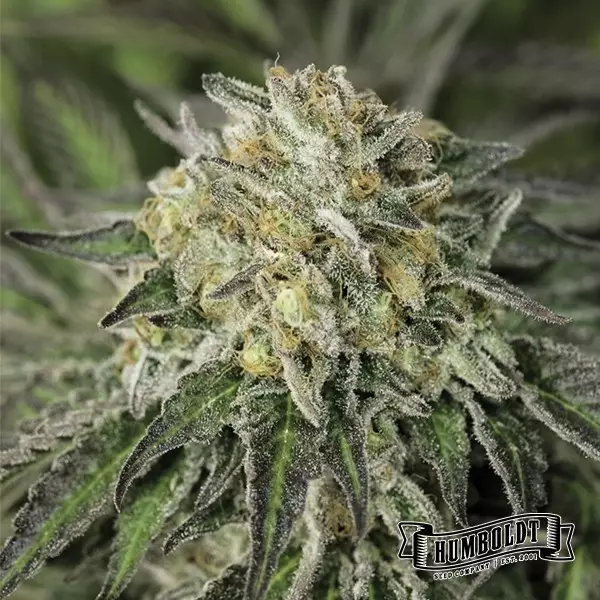 View Humboldt Sour Diesel Humboldt Seeds Company
