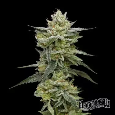 Hella Jelly Humboldt Seeds Company