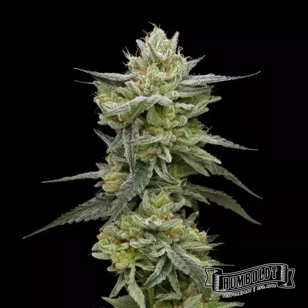 Hella Jelly Humboldt Seeds Company