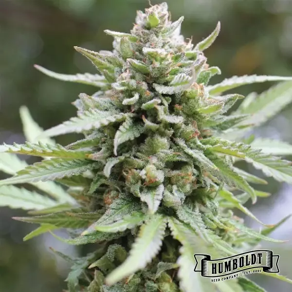 View Lemongrass Humboldt Seeds Company