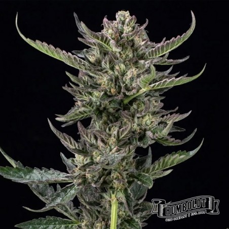 Notorious THC Humboldt Seeds Company