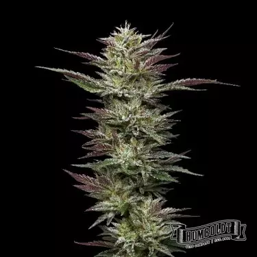 Nutter Budder Humboldt Sementes Empresa