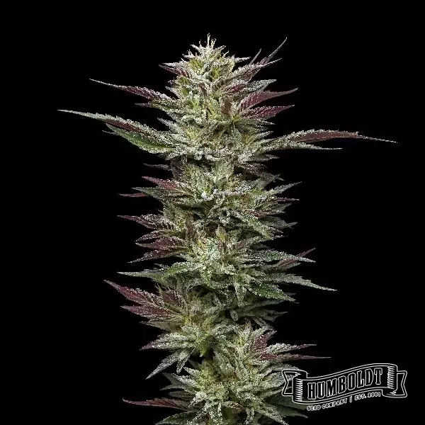 View Nutter Budder Humboldt Sementes Empresa