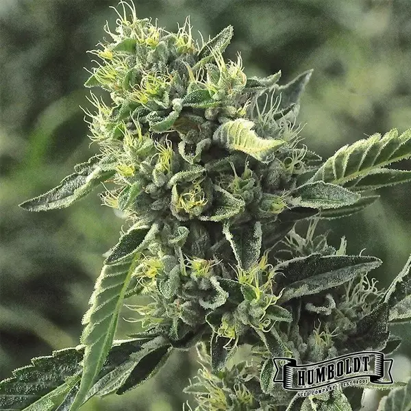 View OG Kush Humboldt Seeds Company