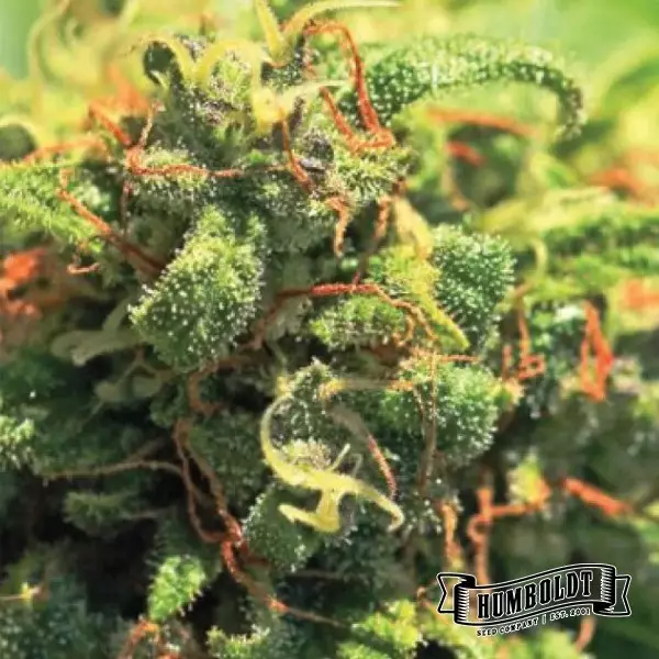 Abacaxi de cabeça para baixo bolo Humboldt Sementes Empresa