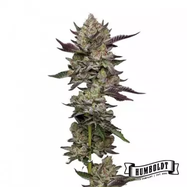 Poddy Mouth Humboldt Seeds Company