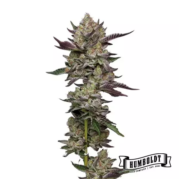 View Poddy Mouth Humboldt Seeds Company