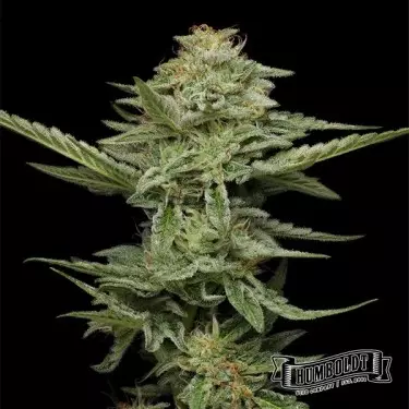 Pistachio Humboldt Seeds Company