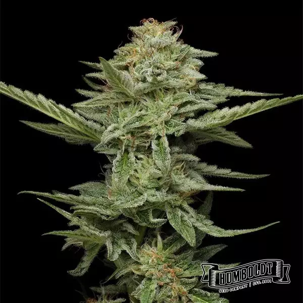 View Pistachio Humboldt Seeds Company